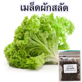 เมล็ดพันธุ์ ผักสลัด ผักกาดหอม ผักสวนครัว 250 เมล็ด [10 แถม 1 คละได้]