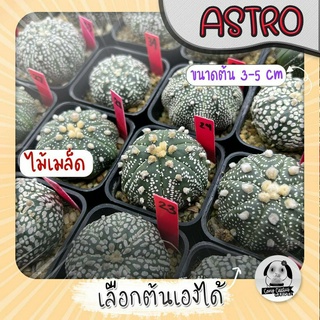 ต้นแอสโตร (เลือกต้นได้) ซูเปอร์เยอะ ( ต้นกระบองเพชร Astrophytum) ไม้เมล็ด Set R🌵ต้นแคคตัส❤️