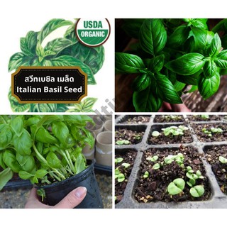 สวีทเบซิล Italian Basil seed50 เมล็ด (ไม่ใช่พืชที่มีชีวิต)