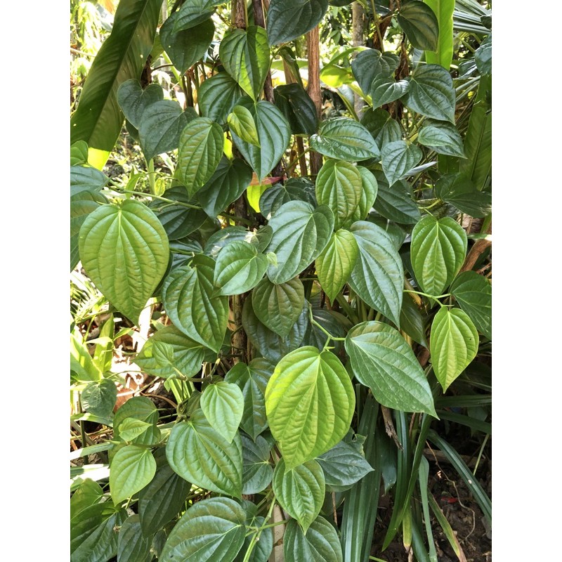ใบพลูเขียว-พลูกินหมาก-ใบพลูไหว้-ใบพลูสวนแปดริ้ว-ราคา1-เรียง-20ใบ-betel-leaves-with-betel-nut-20pcs