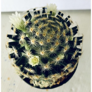 แมมขนนกเหลือง Mammillaria Schiedeana