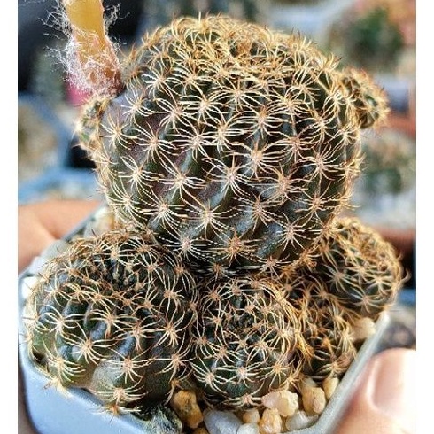 cake-cactus-farm-กระบองเพชร-lobivia-hybrid-no-79-โลบิเวีย-ไฮบริด