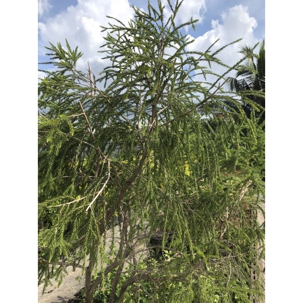 ต้นที ทรี Tea Tree ใบมีกลิ่นหอมอ่อนๆพร้อมปลูก | Shopee Thailand