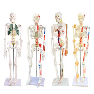 โมเดลหุ่นอนาโตมี่ โครงกระดูกมนุษย์ Human Body Skeleton Anatomical Model Medical Teaching Anatomy Model 85 170cm