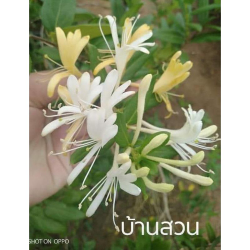 ต้นดอกสายน้ำผึ้ง-บ้านสวนพันธุ์ไม้