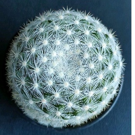 cake-cactus-farm-กระบองเพชร-mammillaria-candida-var-snowball-แมมแคนดิด้า-สโนว์บอล-ต้นใหญ่