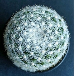 Cake Cactus Farm กระบองเพชร Mammillaria candida var. snowball แมมแคนดิด้า สโนว์บอล ต้นใหญ่