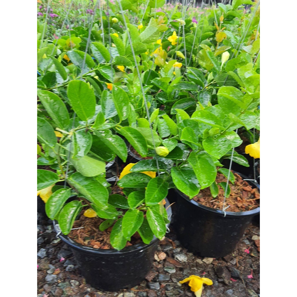 จันทร์กระจ่างฟ้าhammock-yellow-dipladenia-wild-allamanda-ในกระถาง-8นิ้ว