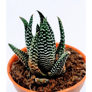 ภาพขนาดย่อของสินค้าฮาโวเทีย ม้าลาย (Zebra Haworthia) ขนาดประมาณ 5 เซนติเมตร cactus แคตตัส กระบองเพชร ไม้อวบน้ำ