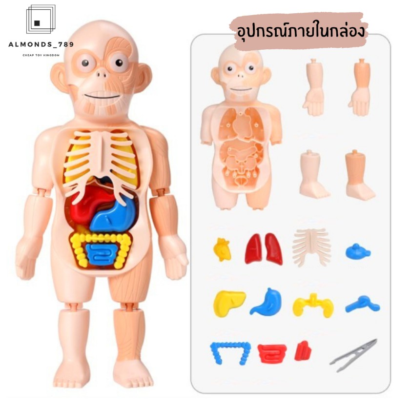 พร้อมส่งจากไทย-โมเดลอวัยวะร่างกายมนุษย์-3d-human-body-model-anatomy-ออกแบบสมจริงเหมาะแก่การเรียนรู้-w603