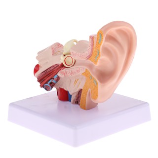 ภาพหน้าปกสินค้าMagnification 1.5x Human Ear Joint Outer, Middle, Inner ear Model with Base ที่เกี่ยวข้อง