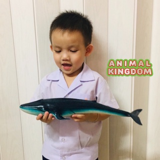 Animal Kingdom - โมเดลสัตว์ ปลาวาฬสีน้ำเงิน ขนาด 37.00 CM แบบนิ่ม (จากสงขลา)