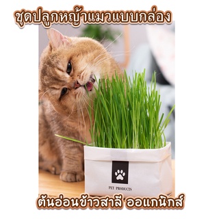 ชุดปลูกหญ้าแมว หญ้าแมว [มือใหม่ก็ปลูกได้ เมล็ดพันธุ์คุณภาพ] หญ้าสัตว์เลี้ยง หมา กระต่าย เต่า แกสบี้ แฮมเตอร์