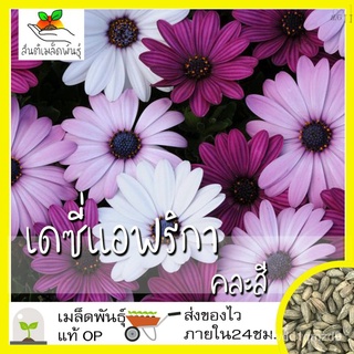 เมล็ดพันธุ์ เดซี่แอฟริกา คละสี 30 เมล็ด Mixed African Daisy (Osteospermum) เมล็ดพันธุ์แท้ นำเข้าจากต่างประเทศ โตไว ปลูกง