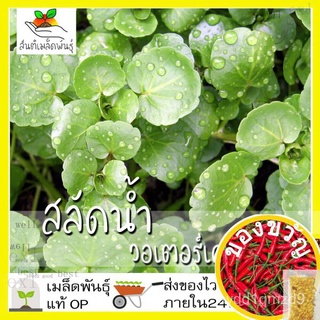 เมล็ดพันธุ์ วอเตอร์เครส สลัดน้ำ 500 เมล็ด Watercress Seed เมล็ดพันธุ์แท้ นำเข้าจากต่างประเทศ ปลูกผัก สวนครัว ถูกดี AYW5