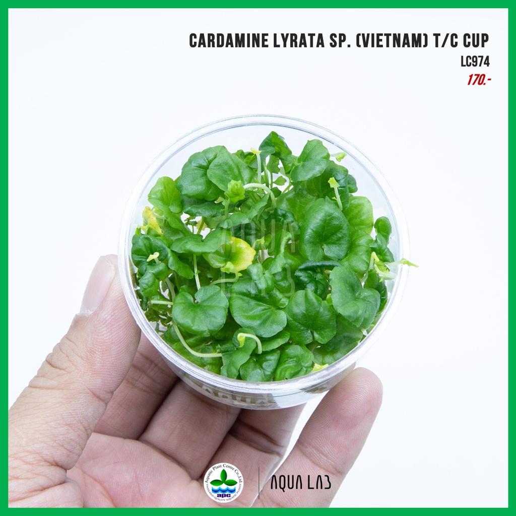 [APC] Cardamine lyrata sp. (Vietnam) (ตำลึงน้ำเวียดนาม) [ไม้น้ำ ...