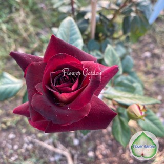 Flower Garden F447 กุหลาบ ดาร์คไนท์ (Dark Night Rose) สีแดงเข้ม  กุหลาบตัดดอก