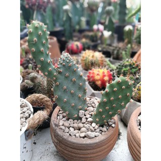 opuntia basilaris var brachyclada ยกกอ