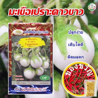 เมล็ดพันธุ์ seeds man เมล็ดมะเขือเปราะดาวขาว Eggplant เมล็ดมะเขือเปราะ เมล็ดพันธุ์มะเขือเปราะ เมล็ดผักสวนครัว ตราภูเขา F