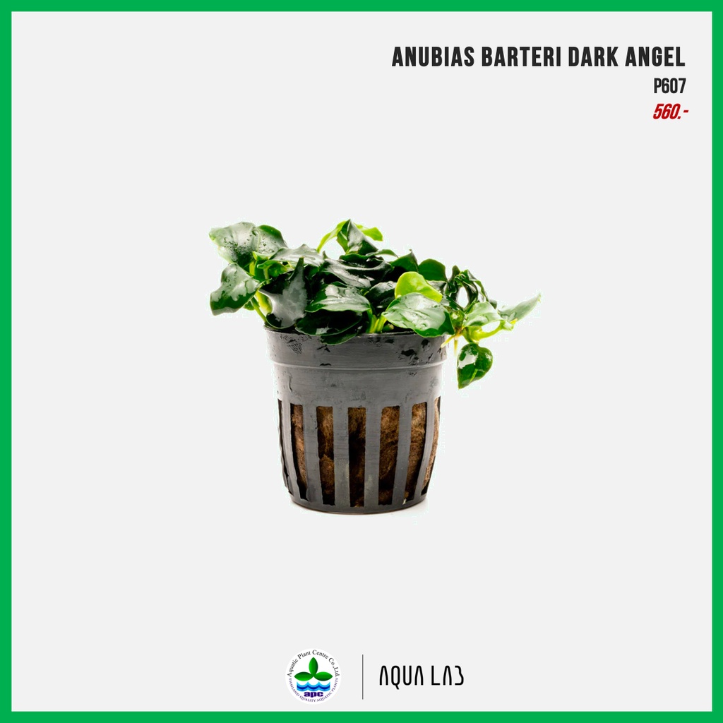 apc-anubias-barteri-dark-angel-อนูเบียส-ดาร์คแองเจิล-ไม้น้ำ-aquatic-plants