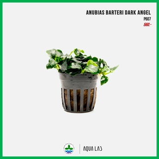 [APC] Anubias barteri dark angel (อนูเบียส ดาร์คแองเจิล) [ไม้น้ำ - Aquatic Plants]