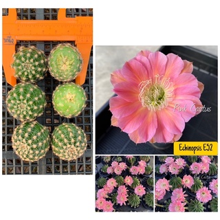 ภาพหน้าปกสินค้าหน่อเด็ดสด 10 หน่อ 25 บาท  แคคตัส/กระบองเพชร Cactus อิชอนอป Echinopsis E52 ที่เกี่ยวข้อง