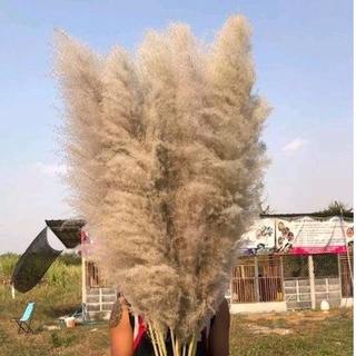 ดอกเลาเทา ธรรมชาติ ดอกไม้จริง​ pampas​ ดอกหญ้าแห้ง​ หญ้าแห้ง