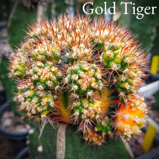 แคคตัสGold Tiger🐅(เสือทอง)🌵แท้ หน่อเด็ดสด ⭐สายชำหน่อแนะนำ สีสดใสสวยงาม⭐📣สินค้าแนะนำ📣ใช้กราฟ ใช้ชำได้⭐หน่อใหญ่2ขึ้นขึ้นไป