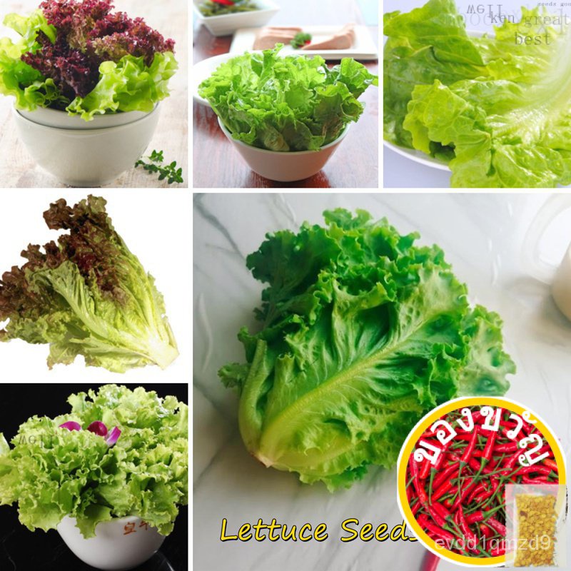 quick-delivery-lettuce-seeds-for-sale-100-seeds-bonsai-seeds-for-planting-vegetables-vegetable-plant-blossom-s-see00