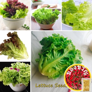[Quick Delivery] Lettuce Seeds for Sale (100 Seeds) Bonsai Seeds for Planting Vegetables Vegetable Plant Blossom s See00