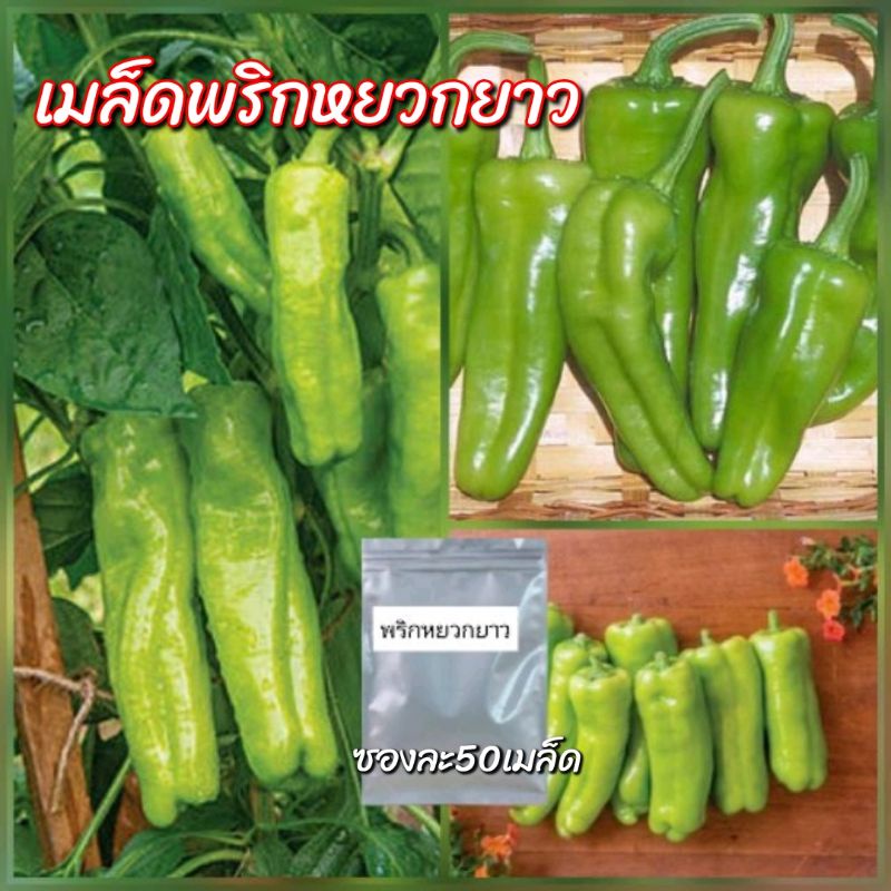 เมล็ดพันธุ์ พริกหยวกยาว 50เมล็ด พร้อมส่ง เมล็ดพันธุ์ดี ปลูกง่าย งอกไว