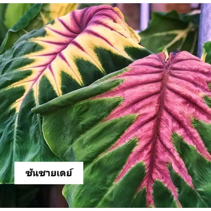 ซันชายเดย์-ตัดสด-ชำง่าย