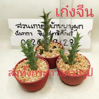 🌵 ต้นเก๋งจีน 🌵 มินิ น่ารัก cactus & succulents กระบองเพชร แคคตัส ราคาส่ง​ ไม้อวบน้ำ ส่งทั้งกระถาง