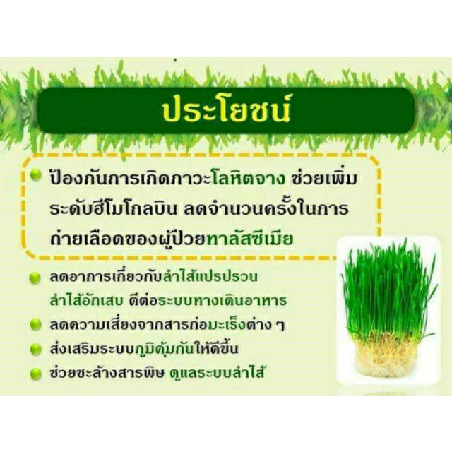 ภาพหน้าปกสินค้าโลหิตจาง วีทกราส/ ลำไส้อักเสบ /ป้องกันมะเร็ง​ /ล้างสารพิษ สารสกัด ต้นอ่อนข้าวสาลี Wheat Grass จากร้าน atomshop13 บน Shopee