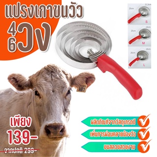 ภาพหน้าปกสินค้าแปรงขนแกะ แปรงเกาขนวัว แปรงขนแกะ แปรงขนม้า ✅รับประกัณภาพ‼️  💥ส่งตรงจากไทย💥 ที่เกี่ยวข้อง