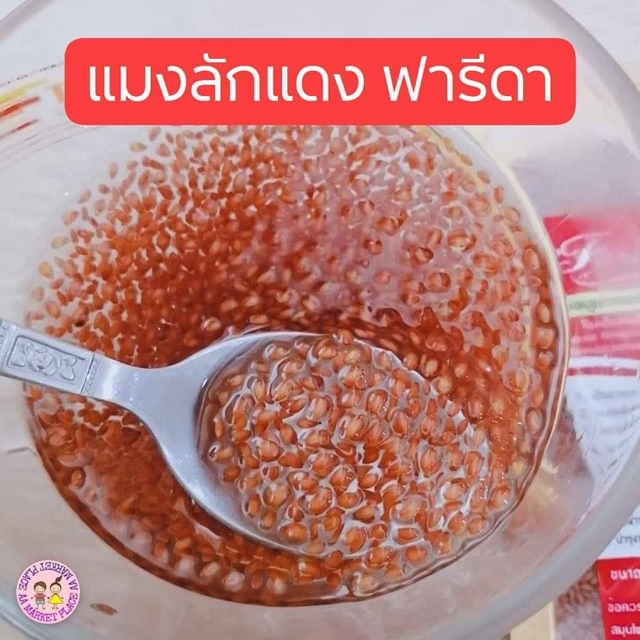 แมงลักแดงฟารีดาสมุนไพรเพื่อสุขภาพ