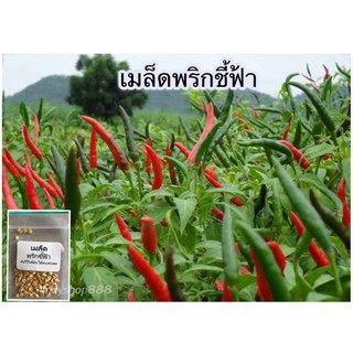 เมล็ดพันธุ์ พริกชี้ฟ้า ฟริกส้มตำ 200 เมล็ด [10 แถม 1 คละได้]