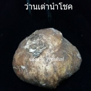 สินค้า ว่านเต่านำโชค หัวว่าน