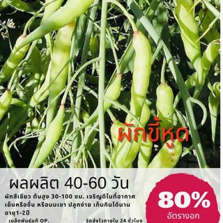 เมล็ดพันธุ์ ผักขี้หูด Rat-tailed Radish ✅ราคาถูก🪴ปลูกง่าย ปลูกไว้ทานกินเอ（นี่มันเมล็ดพืช ไม่ใช่พืช!）