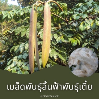 เมล็ดพันธุ์ลิ้นฟ้าพันธุ์เตี้ยหรือเพกา 3เมล็ด🔺ขั้นต่ำ‼️โปรดสั่งสินค้าภายในร้าน 30บาทขึ้นไปค่ะ