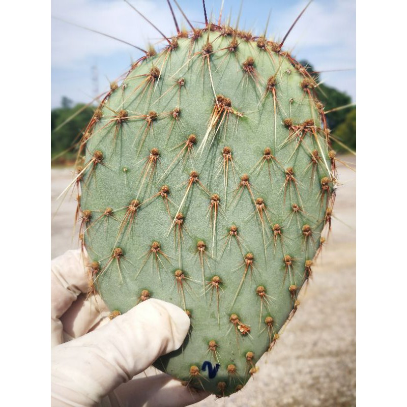 opuntia-strigil-แพดใหญ่-ขนาด5-6นิ้ว