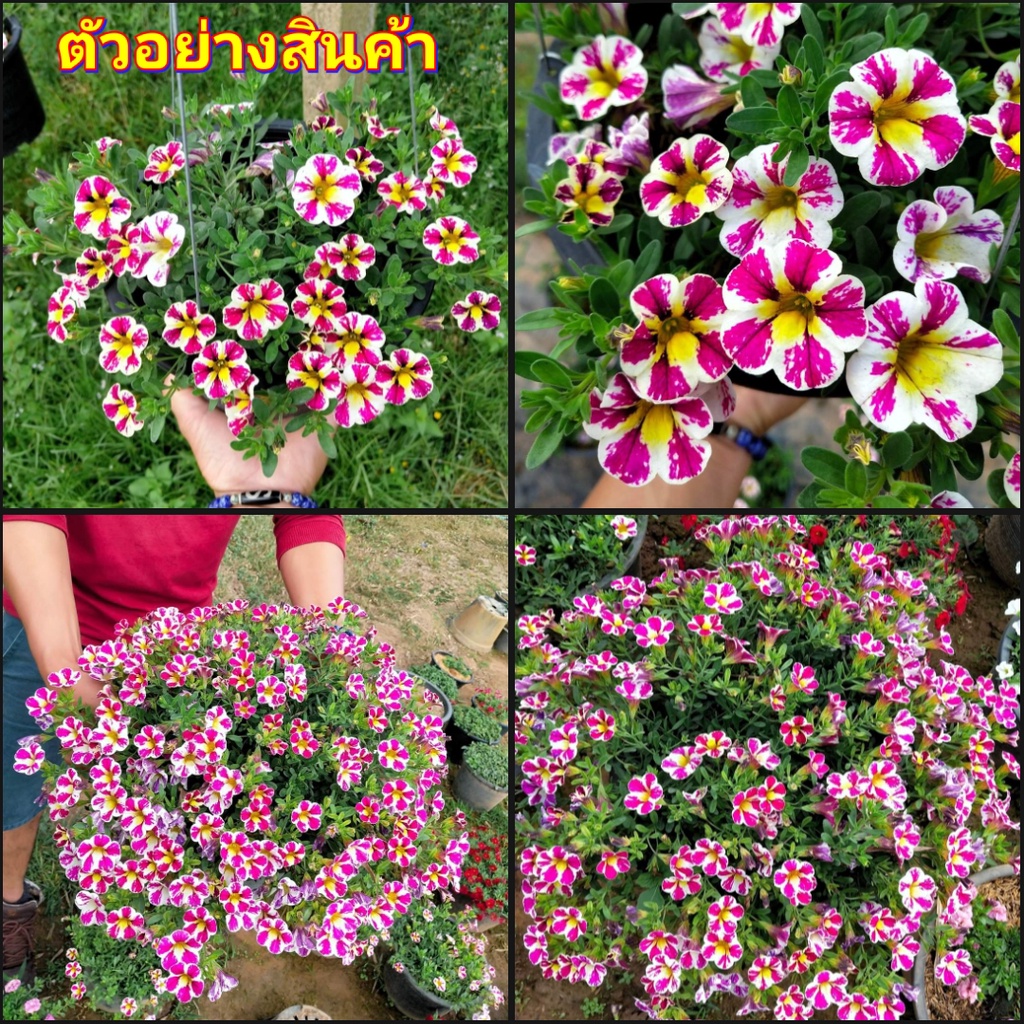 1กระถาง-vาย-ต้นพันธุ์-ดอก-ต้น-พิทูเนีย-milliflora-petunias-ต้นพิทูเนีย-สวนนายนนท์