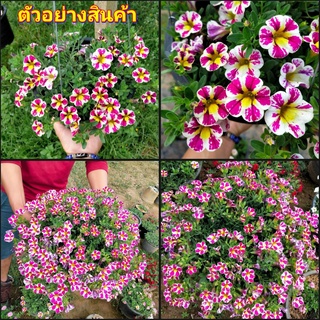 (1กระถาง)(vาย ต้นพันธุ์) ดอก ต้น พิทูเนีย Milliflora petunias ต้นพิทูเนีย / สวนนายนนท์