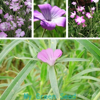 （เมล็ดพันธุ์ ถูก คละ）ไมเซนอน（Agrostemma githago Wheat Grass）50เมล็ดพันธุ์คุณภาพ ดอกไม้ปลูก เมล็ดพันธุ์ดอกไม้ เมล็ DVGW