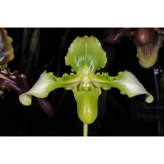 กล้วยไม้รองเท้านารีเหลืองเลยเผือก Paphiopedilum hirsutissimum var album 1 ต้น