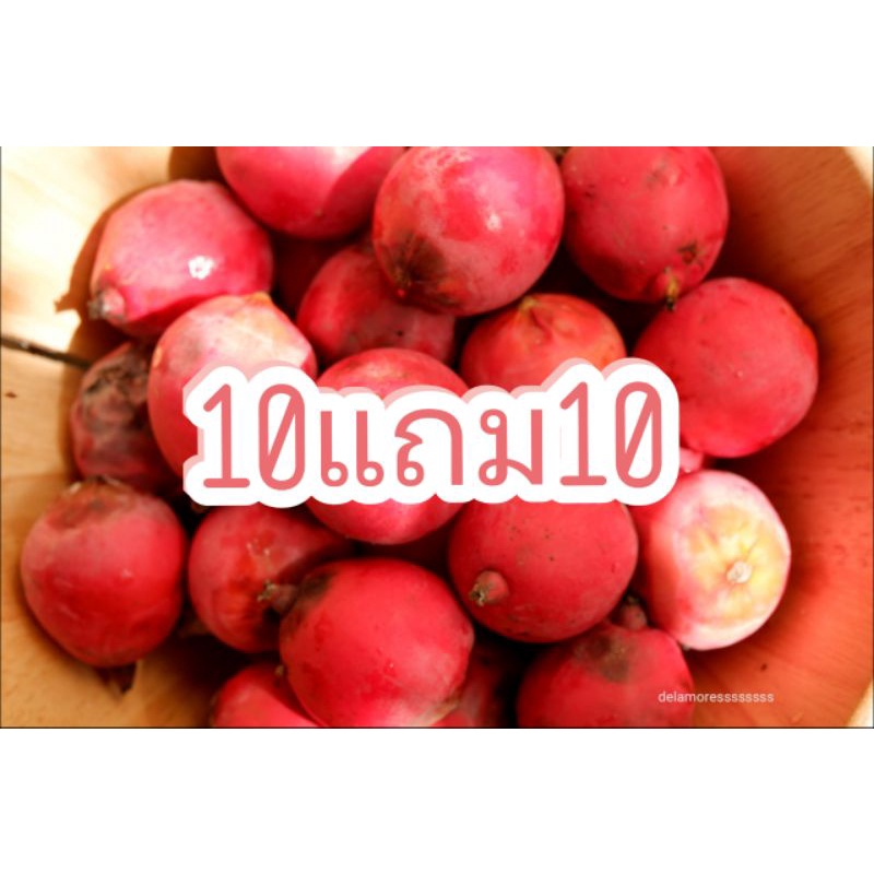 ชุด10แถม10-เมล็ดปาล์มหางกระรอกสดๆ