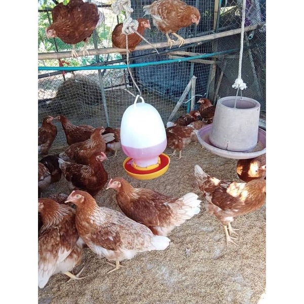 วิตามินสำหรับ-ไก่ไข่-เป็ด-หมู-ไก่บ้าน-ไก่ชน-100g-สินค้าแท้-ตรงจากโรงงาน