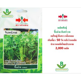 5 ฟรี 1 คละได้ เมล็ดพันธุ์ คื่นฉ่าย (calery)  ศรแดง เมล็ดพันธุ์ผัก เมล็ดผัก เมล็ดพันธุ์พืช  เมล็ดพืช ผักสวนครัว