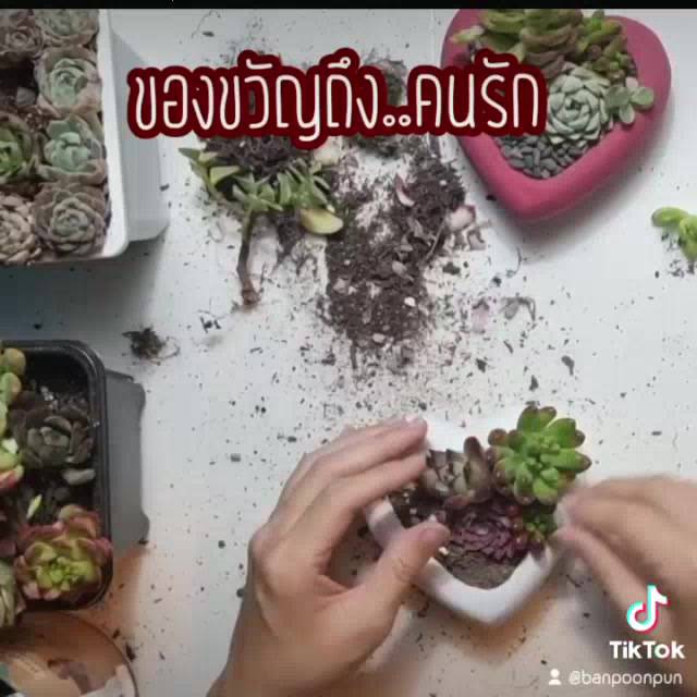 กระถางหัวใจ-กระถางต้นไม้-กระถางปูน-ของขวัญ