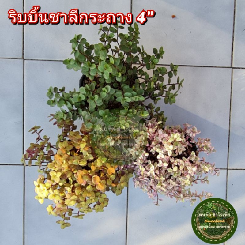 ต้นไม้-ริบบิ้นชาลี-กระถาง-4นิ้ว-ริบบิ้นชาลีสีชมพู-ริบบิ้นชาลีสีทอง-ริบบิ้นชาลีสีเขียว